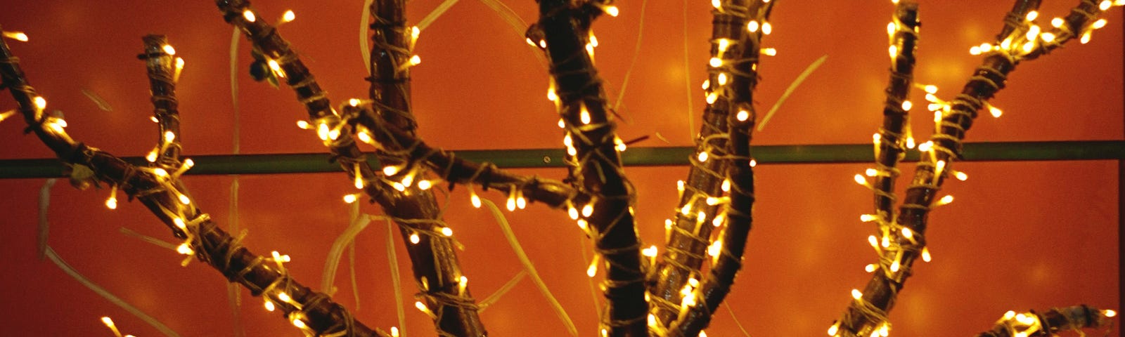 A bare tree lit up with a string of lights