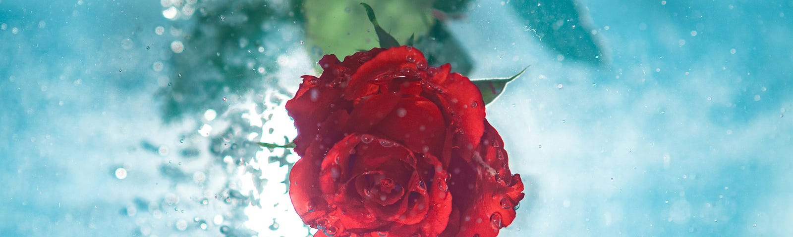 A red rose submerged upside down in water