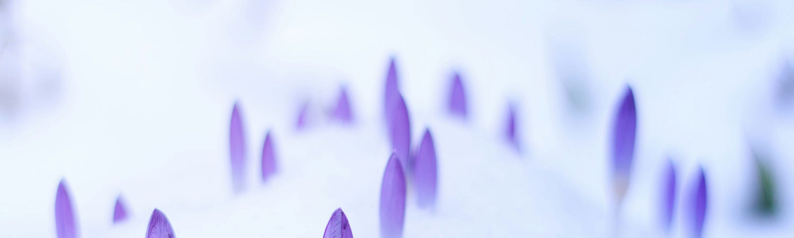 The purple tips of flower buds peeking out of the snow.