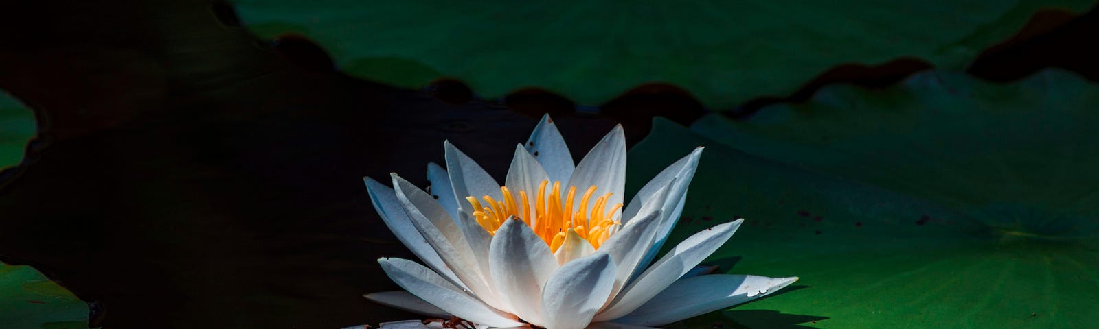 a blue lotus flower floating on calm, dark water