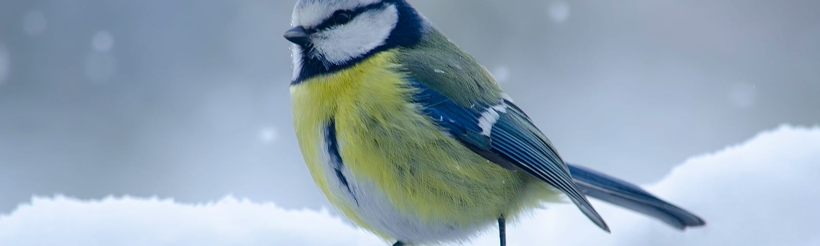 bird