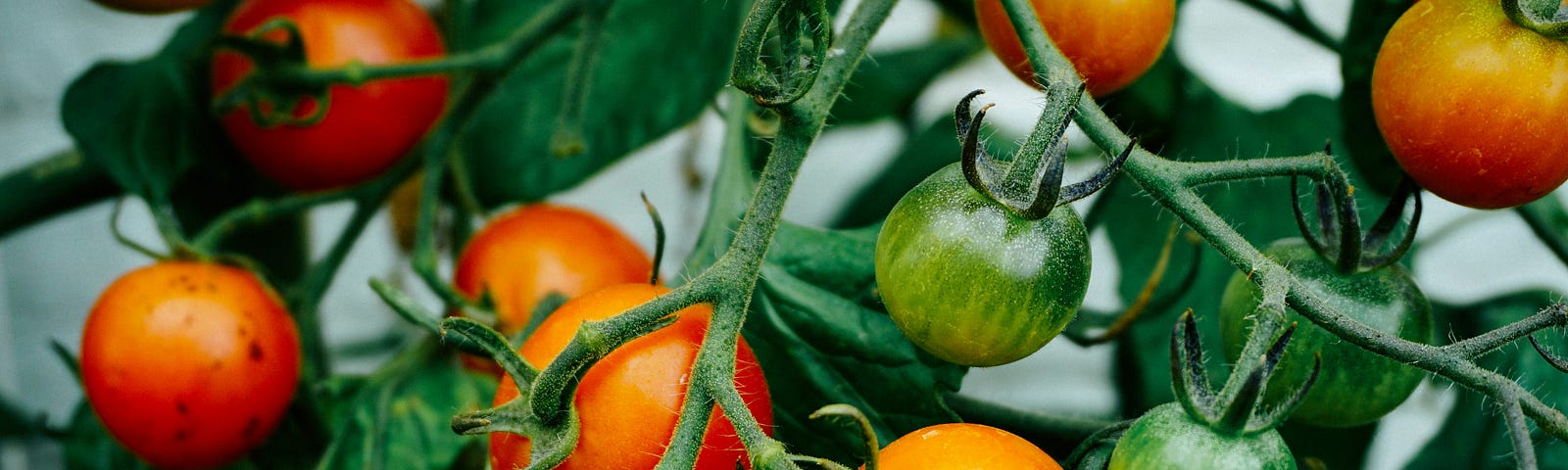 A tomato plant bearing numerous cheery tomatoes in varying stages of ripeness