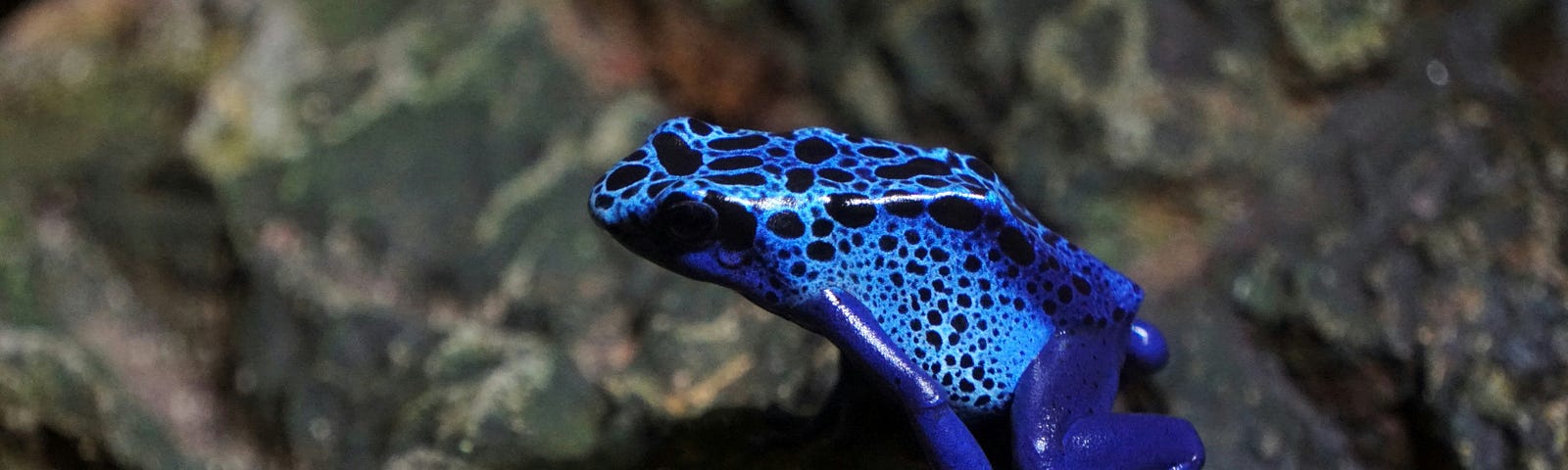 A blue frog with black spots and markings on its back, sitting on a rocky surface. The vibrant blue color of the frog is striking against the dark background, making it an interesting subject due to its vivid coloration and the contrast it creates with its surroundings