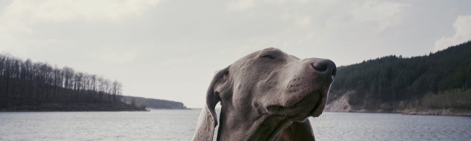 Weimaraner sitting in front of a background of what looks like a Norwegian fjord. Dog is very, very smug looking.