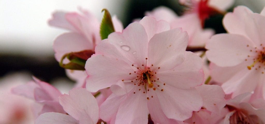 Sakura flowers remind us how brief and fragile life is.