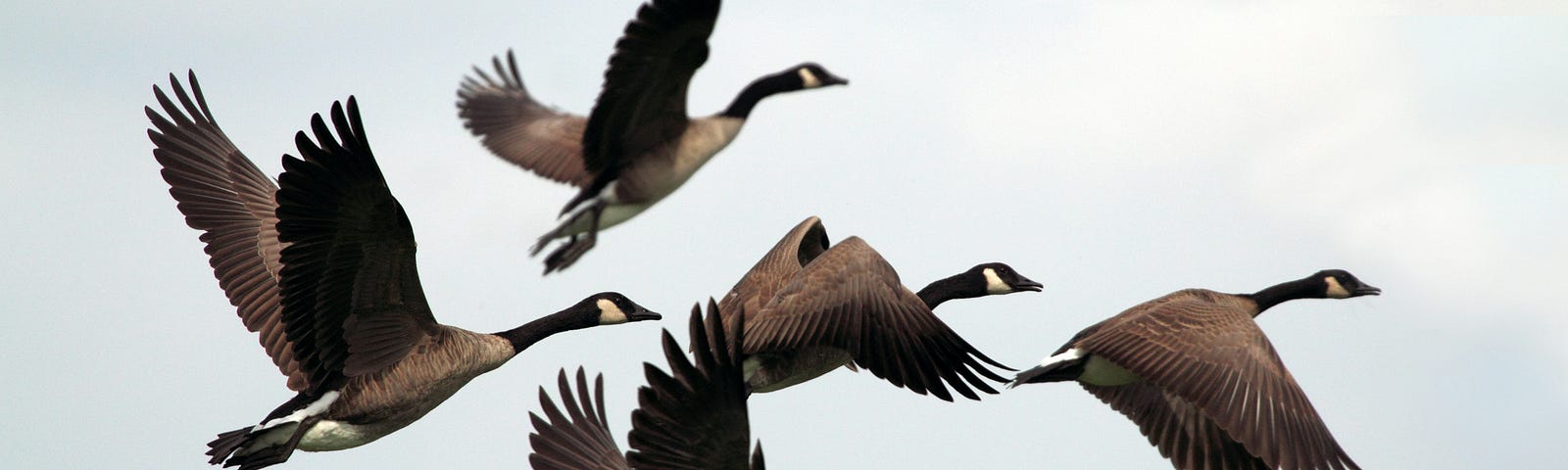 Six geese flying in formation.