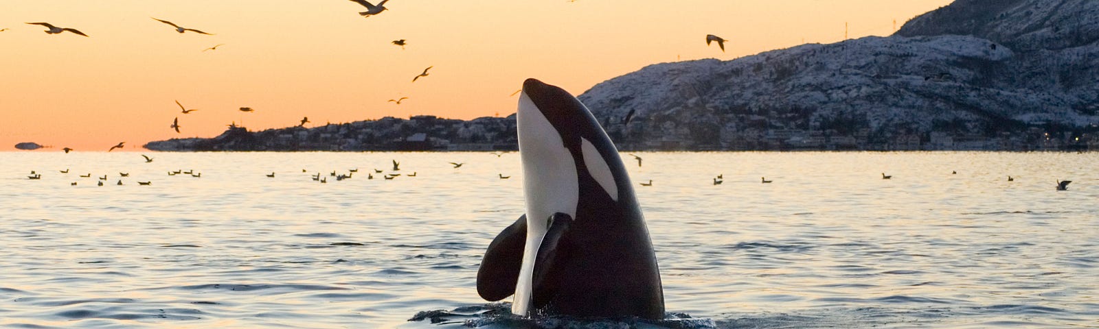 southern resident orca