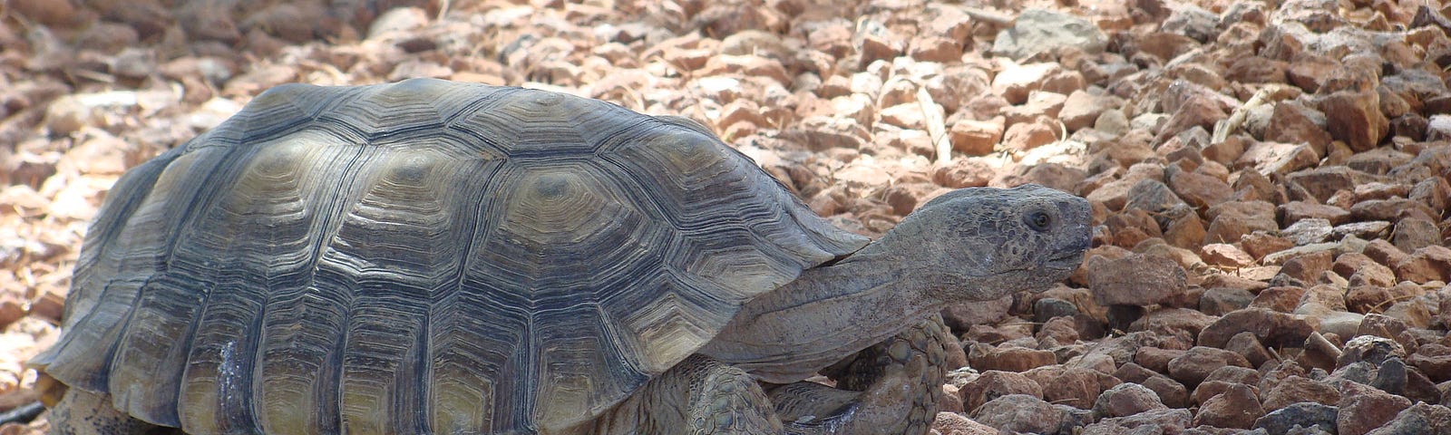 Mojave Desert Tortoise, Mojave Max, on stones