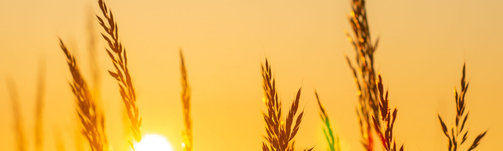 A goolden sun rises on a field of ripe grain.