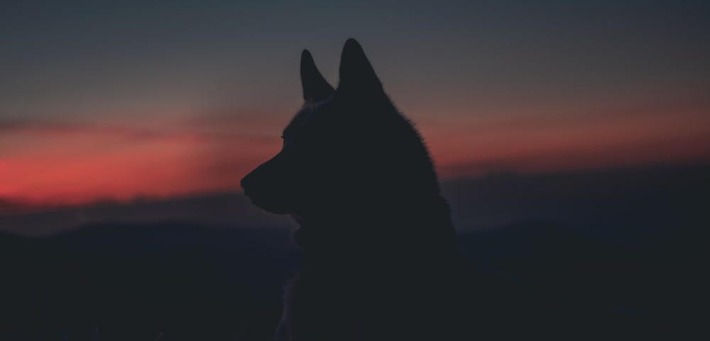 Silhouette of a wolf/Husky at dusk.