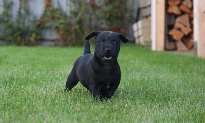 are patterdale terriers friendly or dangerous to strangers