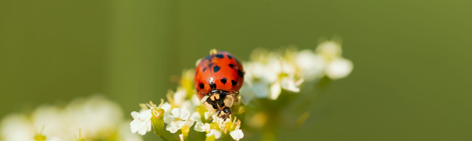A ladybug crawling over delicate white Yarrow flowers.