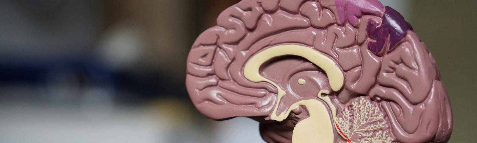 A plastic model of a human brain cut in the mid-section. The brain produces our experiences — or perhaps it might be more accurate to say that our experiences are the side effects of brain activity.