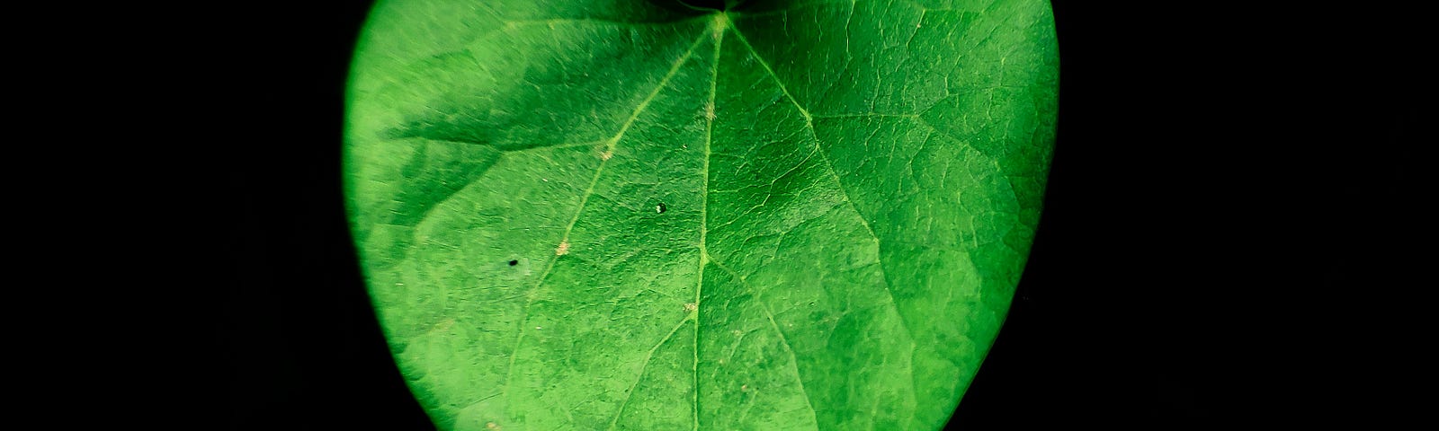 Green leaf in the shape of a heart. Ruth Boukhari