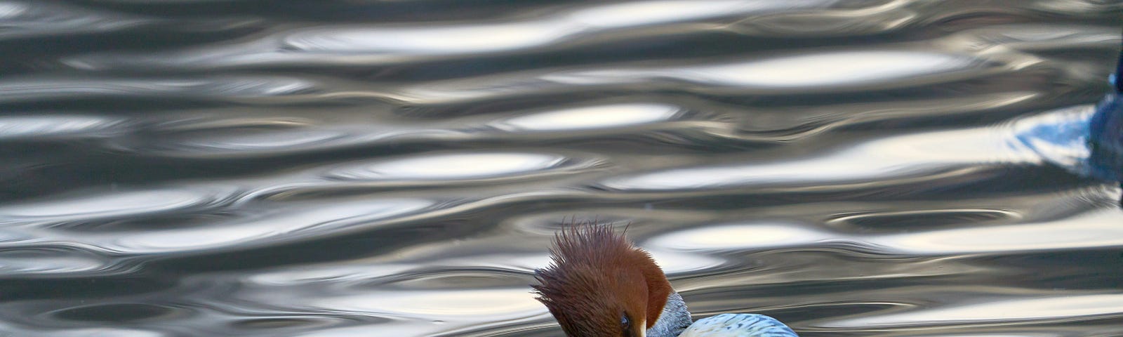 A common Merganser cleaning it’s back