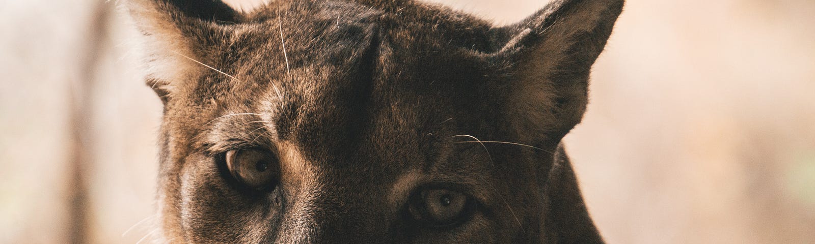 A close-up of a cougar whose eyes are looking straight at the camera.