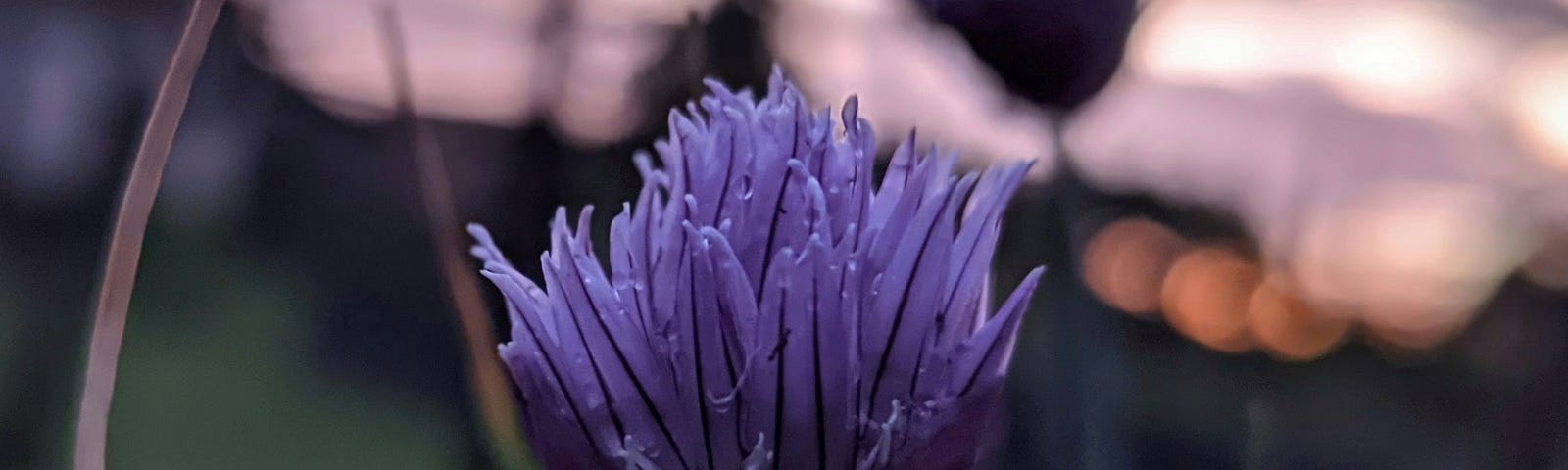 Chives blossom at sunset.