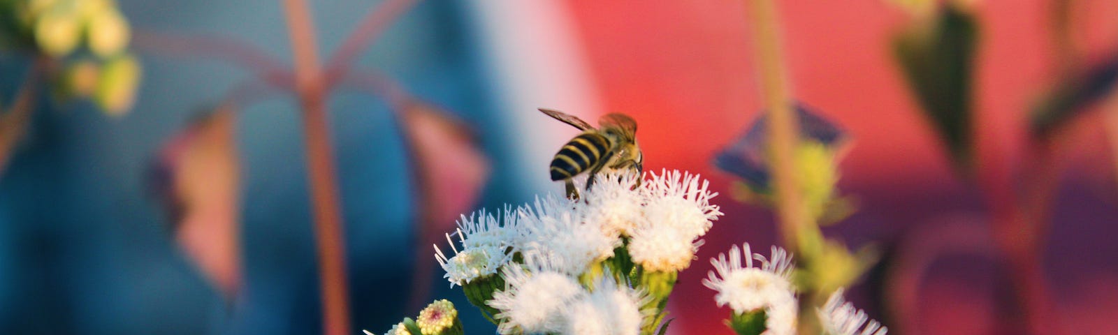 [Image description: A honeybee on white wildflower with a blurred red and black background]