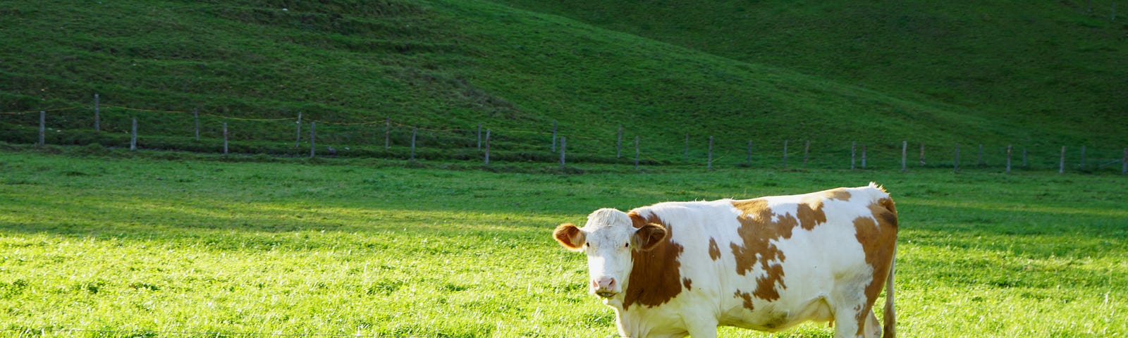 Cow in a pasture