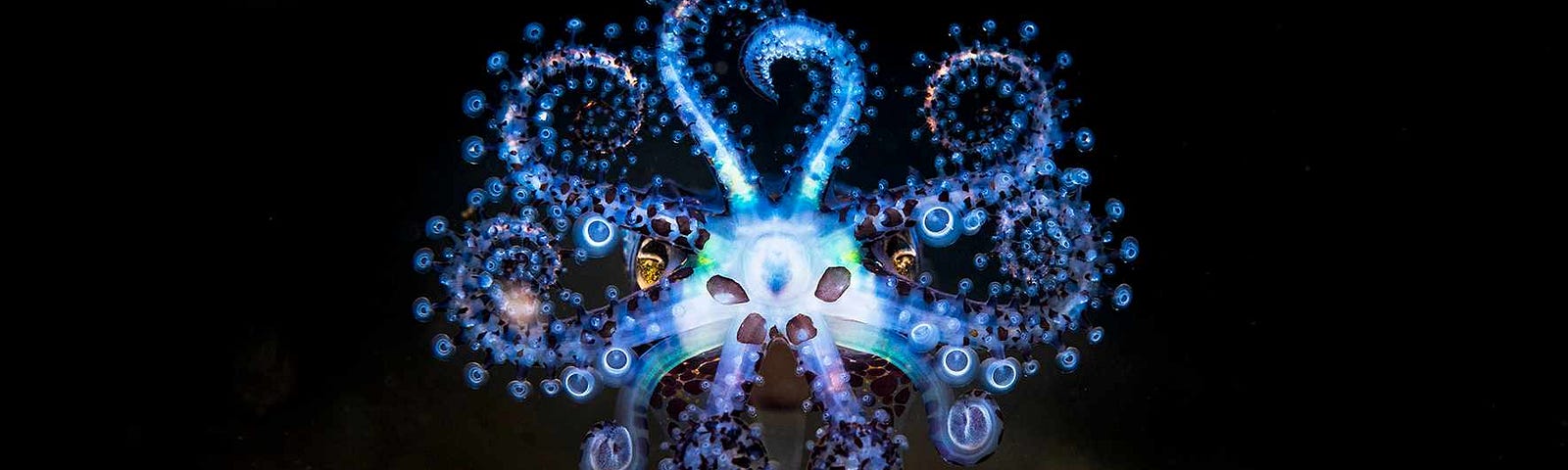 This hypnotising bioluminescent male squid, also known as the Euprymna tasmanica, was captured off the coast of Australia.