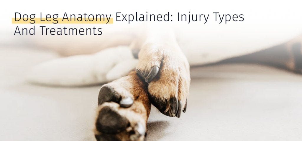 Dog Leg Anatomy Explained Injury Types And Treatments Medrego Guide
