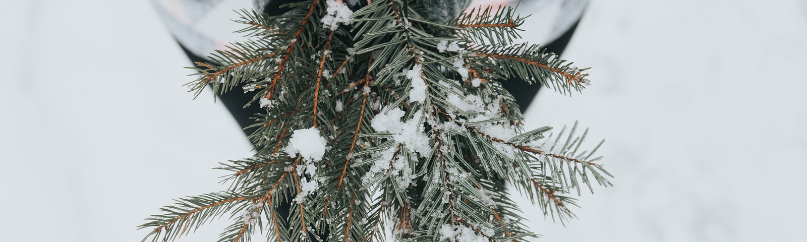 Someone standing in the snow holding some snowy pine branches.