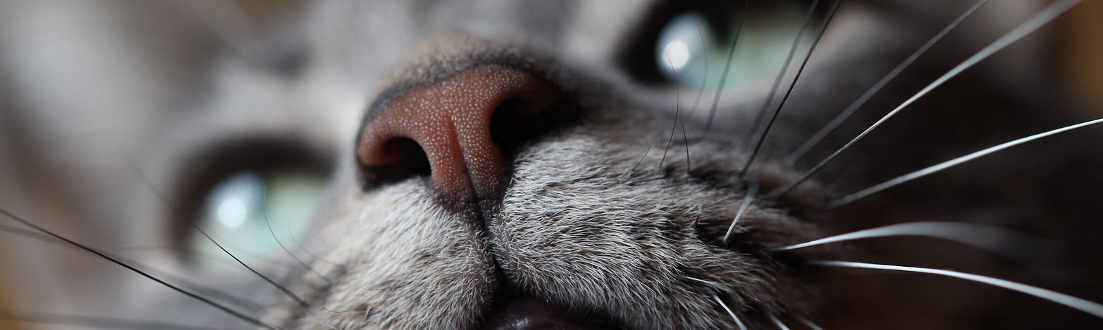 Thoughtful cat