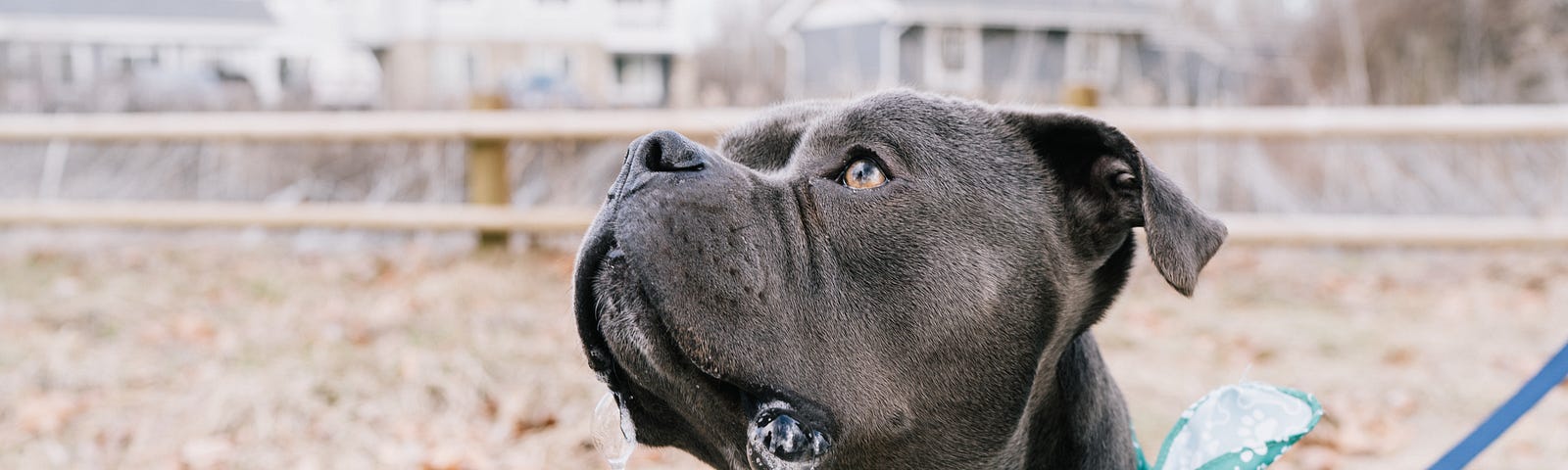 A pit bull looking up.