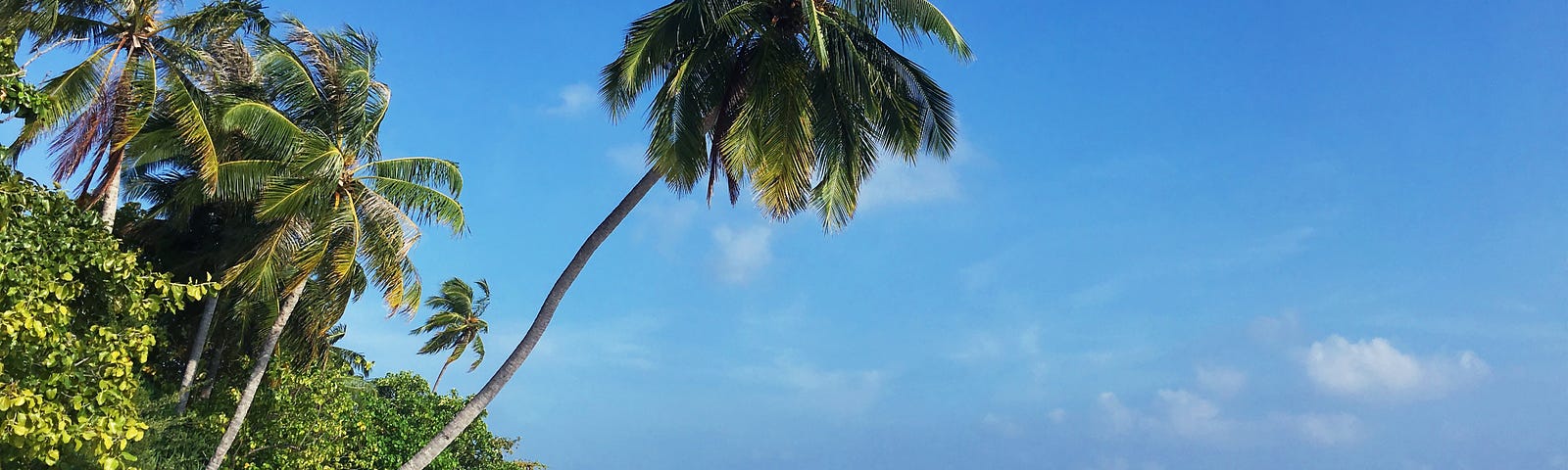 Image of a white beach on the left half of the image, with palm trees, and on the right the bright blue ocean.