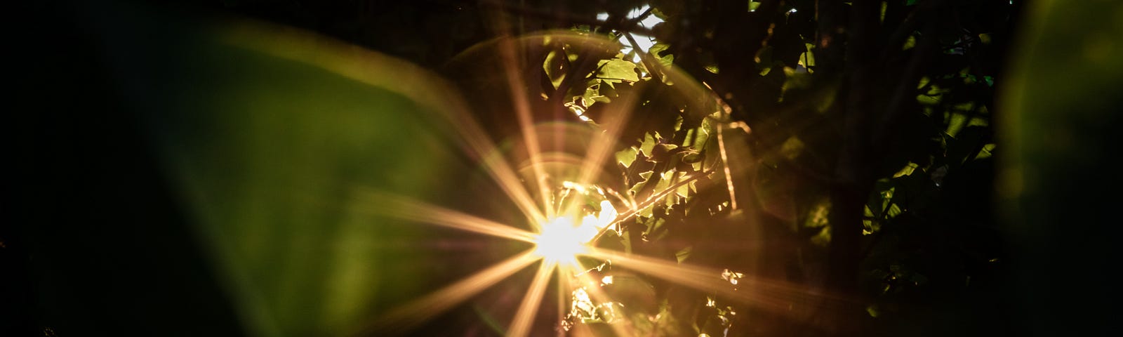 A dark photo filled with dark leaves, backlit with a starburst of light, breaking through the heavy leaves in beautifully ornate sphere with spokes of light and a bright centre.