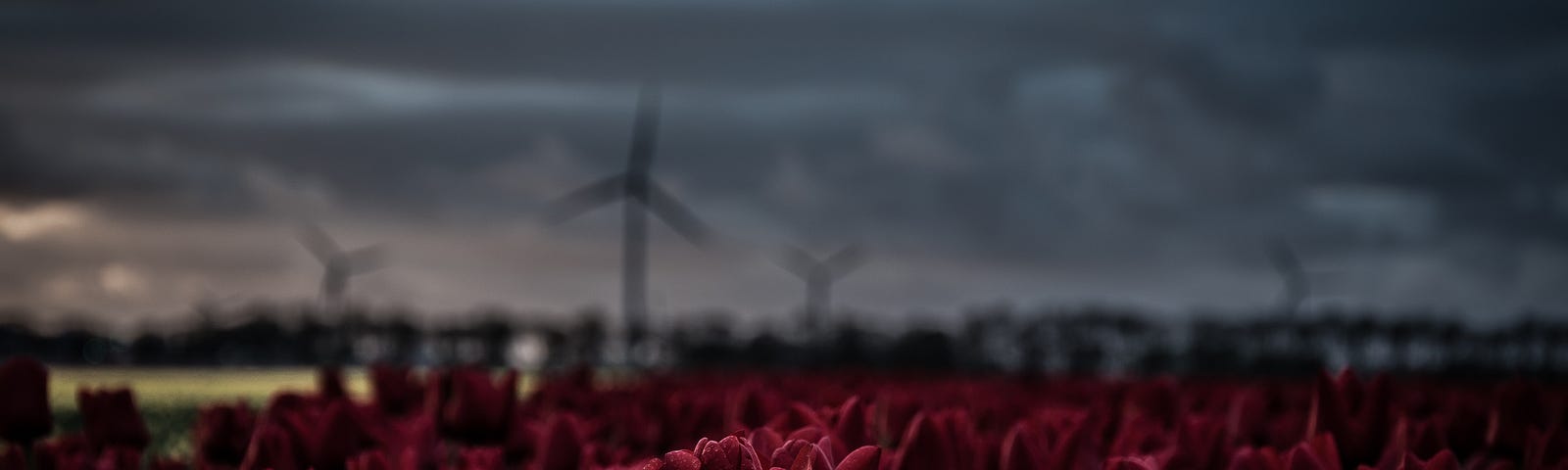 A photo of dark red tulips under an ominously dark sky. The black silhouette of several wind blades can be seen in the background