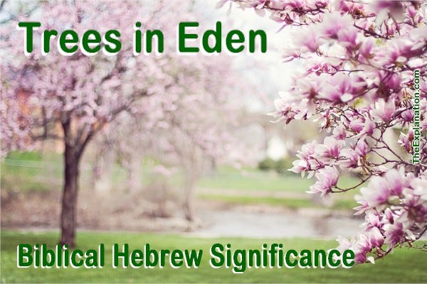 The Trees in Eden. Learn the powerful implication of the meaning of the Biblical Hebrew word for tree.