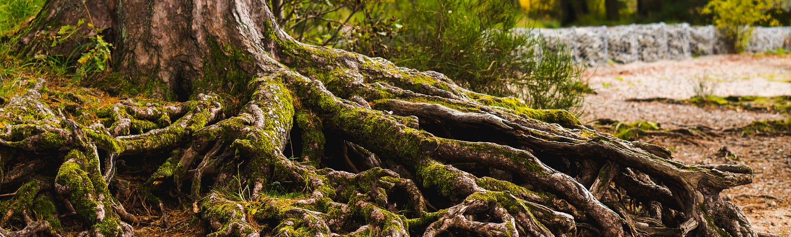 The base of a tree with lots of exposed, tangled roots.