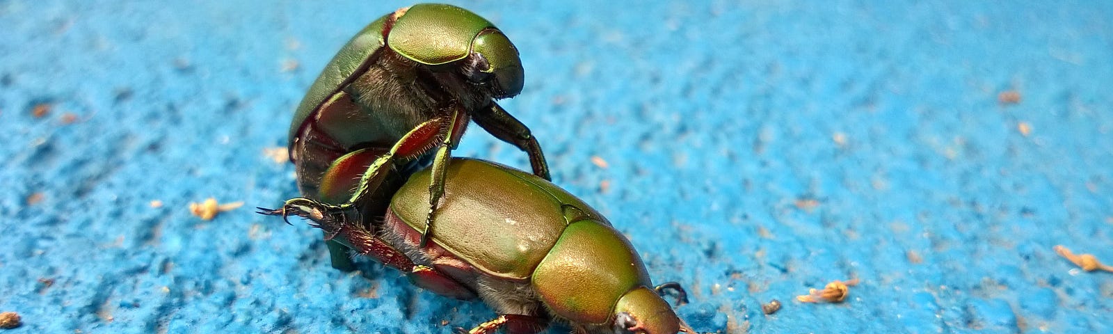 two green beetles humping