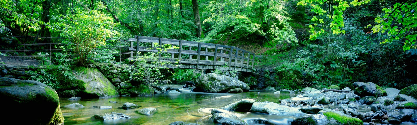 A bridge crossing over a brook in the woods.