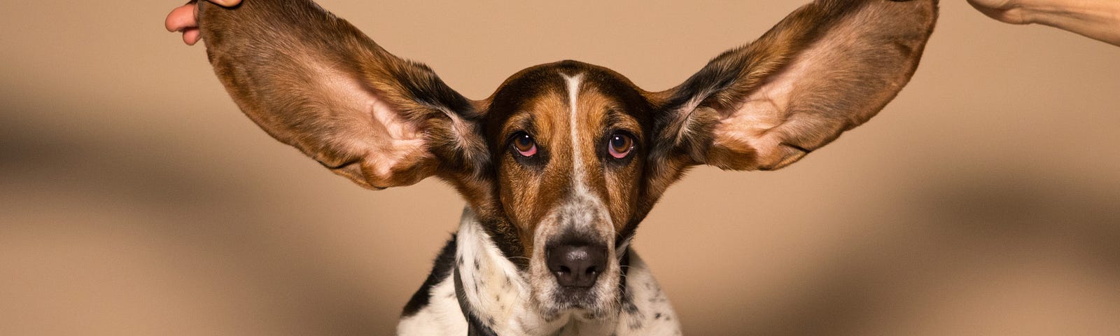 Basset hound with ears being held out by two hands