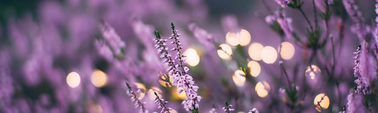 A beautiful photograph of purple lupine with sparkles of light in the background