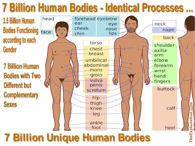 The human body defies imagination. We take it for granted. Seven billion on the planet all functioning identically.