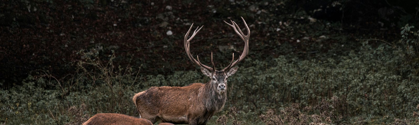 A family of deer with the male watching for danger.
