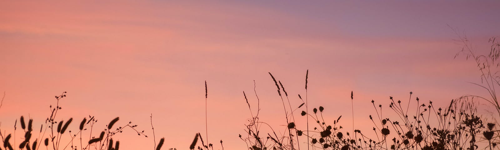 Cattails silhouetted against a purple and rose evening sky.