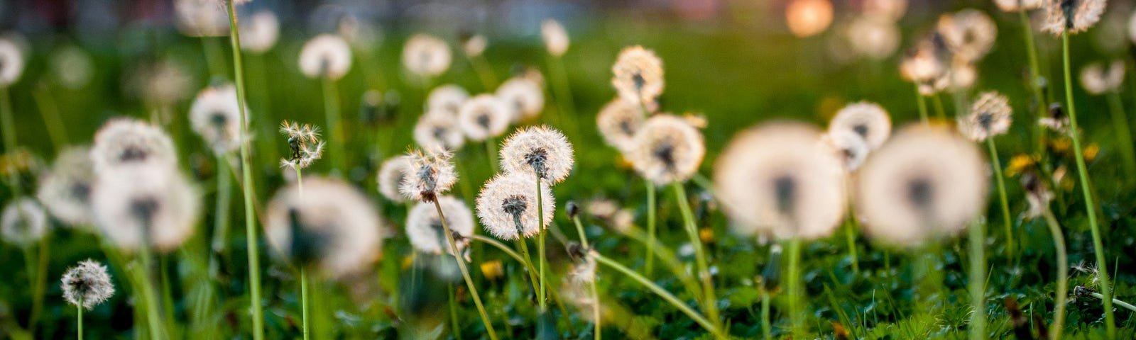 Dandelion clocks