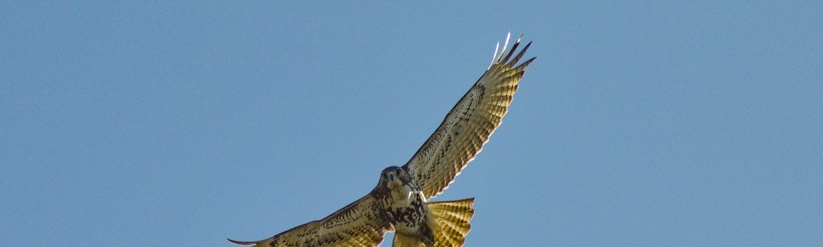 Hawk flying in blue skies.