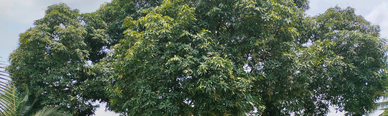 large green deciduoous tree