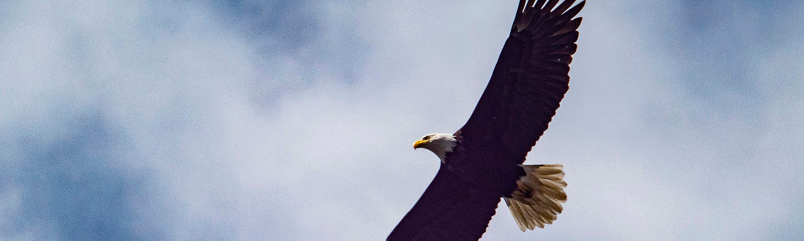 A bald eagle flies overhead, wing tips like fingers reaching out to All That Is. Eagle is considered a symbol of healing. Amen to your sacred journey!