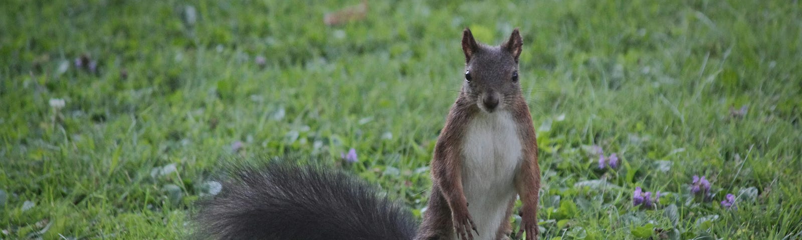 A squirrel in the grass.