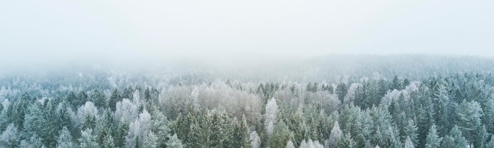 snow on trees — a large forest of them