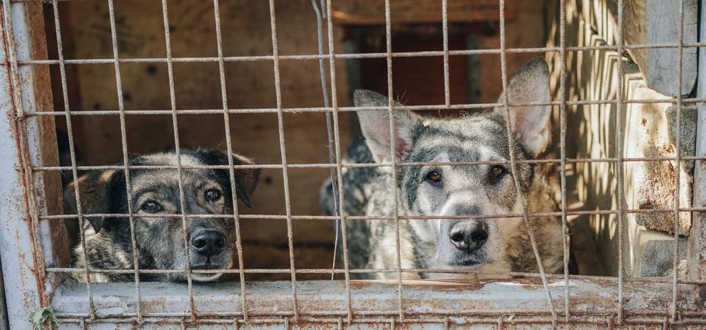 Barınakta birlikte huzurla yaşayacağı ailesinin gelmesini bekleyen iki dost