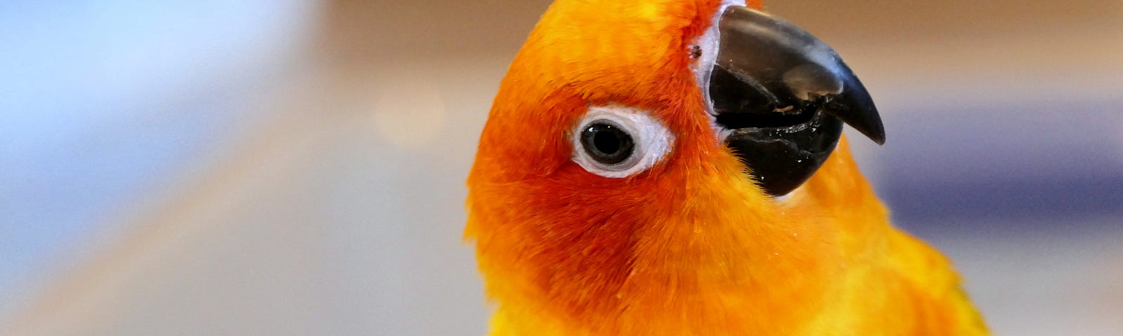 A parrot looked at you with thoughtful eyes