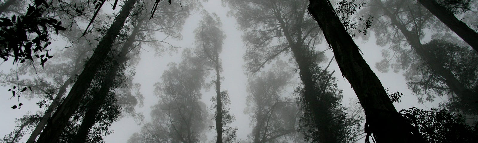 black and white photograph seemingly taken while someone was laying on the forest ground looking up at the tall thin pine trees through the fog and mist