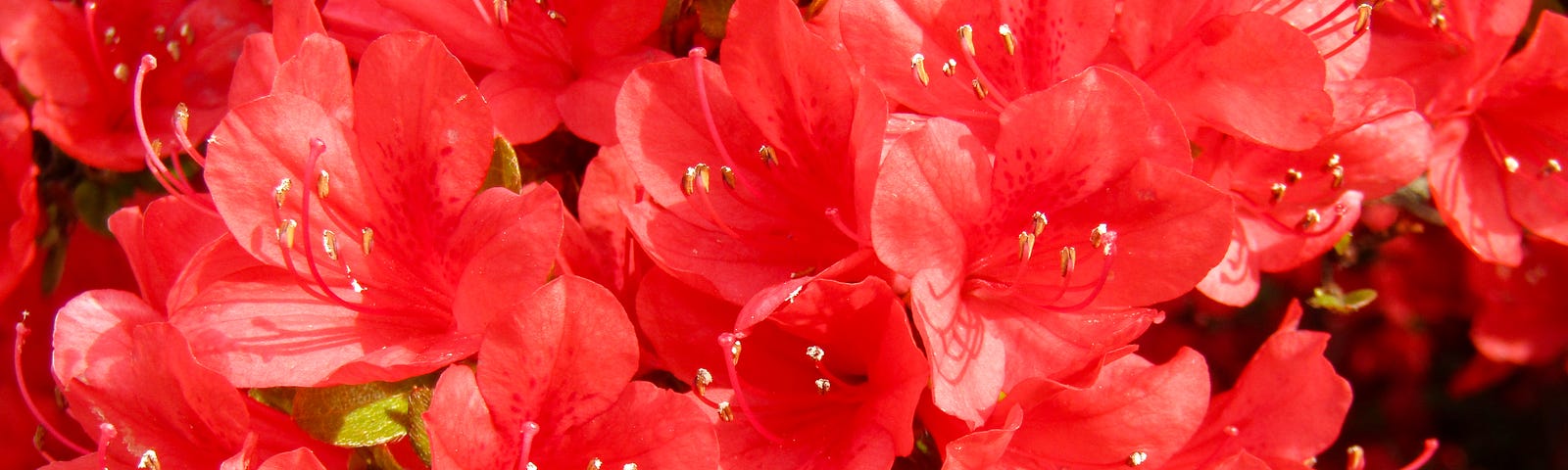 Closeup of a mass of red azaleas.